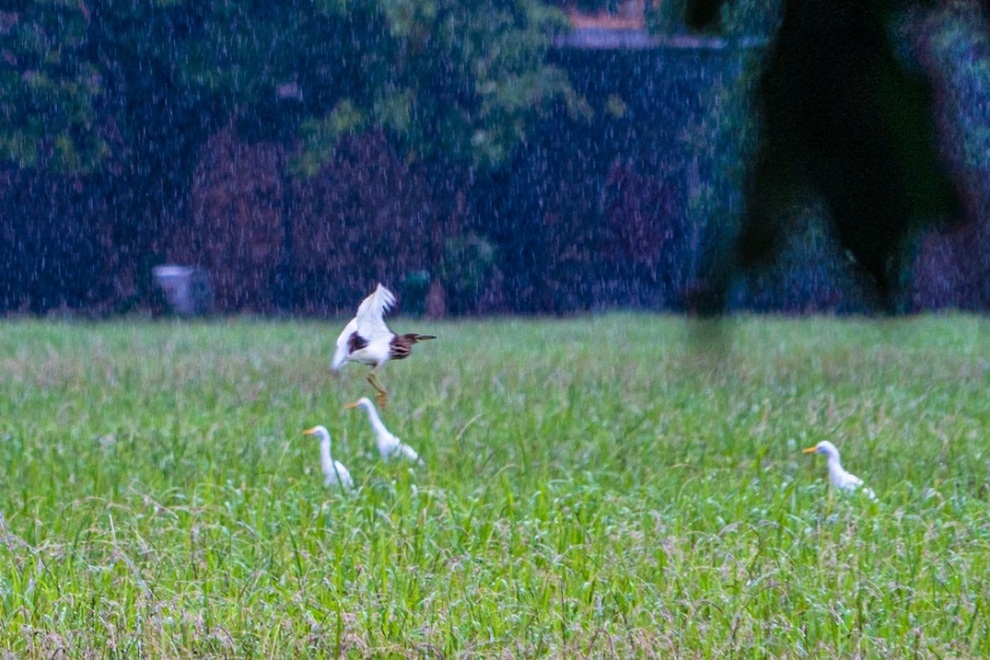 Kỳ thú những đàn chim trời di trú ở Kinh thành Huế - 3 Kỳ thú những đàn chim trời di trú ở Kinh thành Huế - 3
