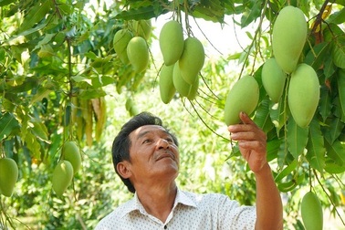 Nông dân Bình Định khiến vùng đất "chết" đẻ ra tiền