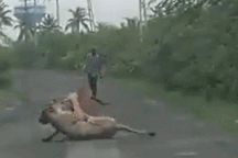 Thấy bò nhà bị sư tử tấn công, nông dân liều mình xông vào giải cứu