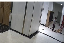 Nuôi chó, mèo ở chung cư