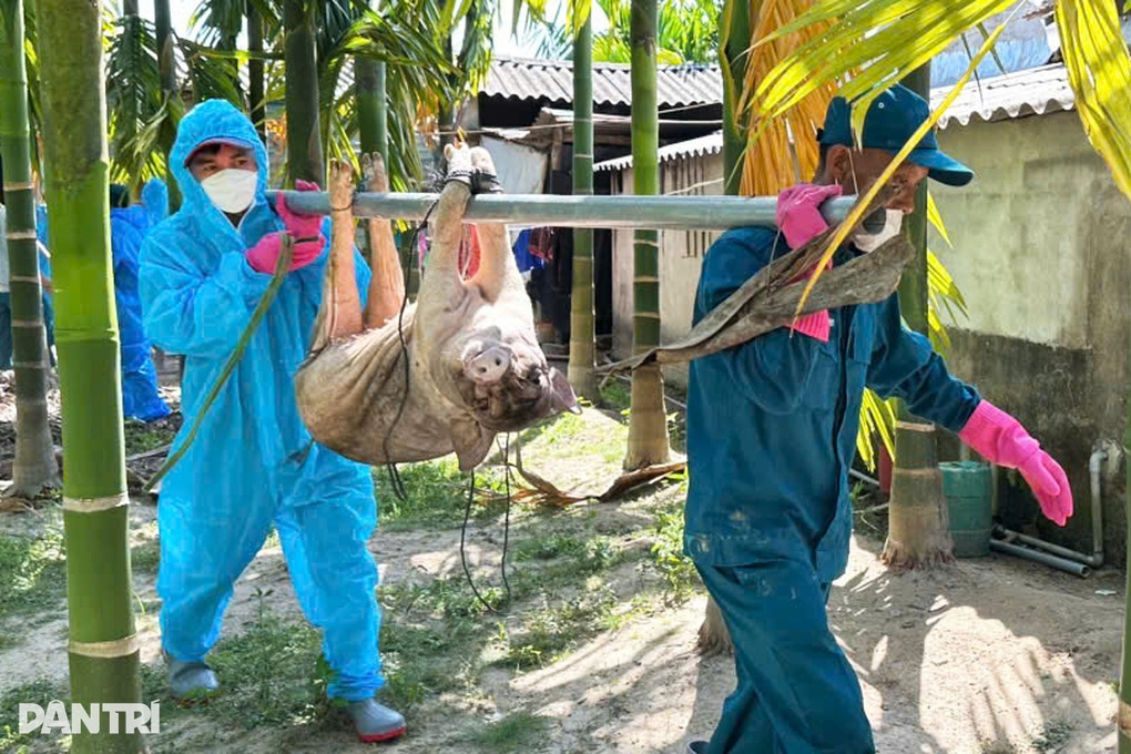 Lợn chết vì dịch, người dân còn phải nộp 600.000 đồng mới được tiêu hủy - 3 Lợn chết vì dịch, người dân còn phải nộp 600.000 đồng mới được tiêu hủy - 3
