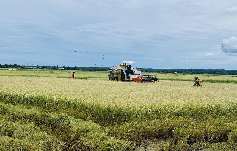Toàn cầu lên cơn sốt, thế mạnh Việt Nam được vụ thu lớn - 2 Toàn cầu lên cơn sốt, thế mạnh Việt Nam được vụ thu lớn - 2