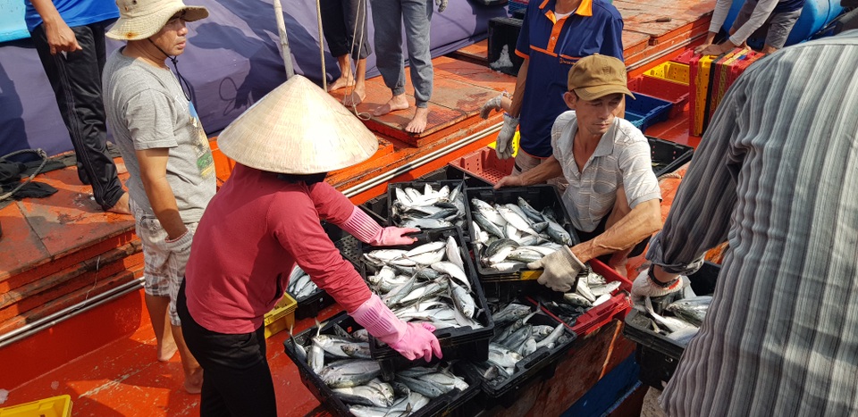 Quảng Trị: Ngư dân thu gần trăm triệu đồng nhờ trúng “lộc biển” đầu năm - 9 Quảng Trị: Ngư dân thu gần trăm triệu đồng nhờ trúng “lộc biển” đầu năm - 9