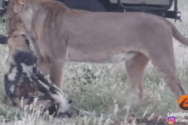 Bị sư tử ngoạm chặt cổ, chó hoang vẫn thoát chết nhờ màn "đấu trí" cân não