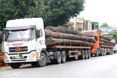 Tạm giữ 4 xe container chở hàng chục cây gỗ khủng trên QL1