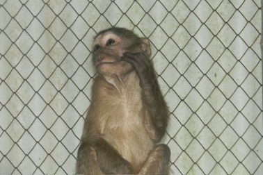 Người dân giao nộp cá thể khỉ quý hiếm