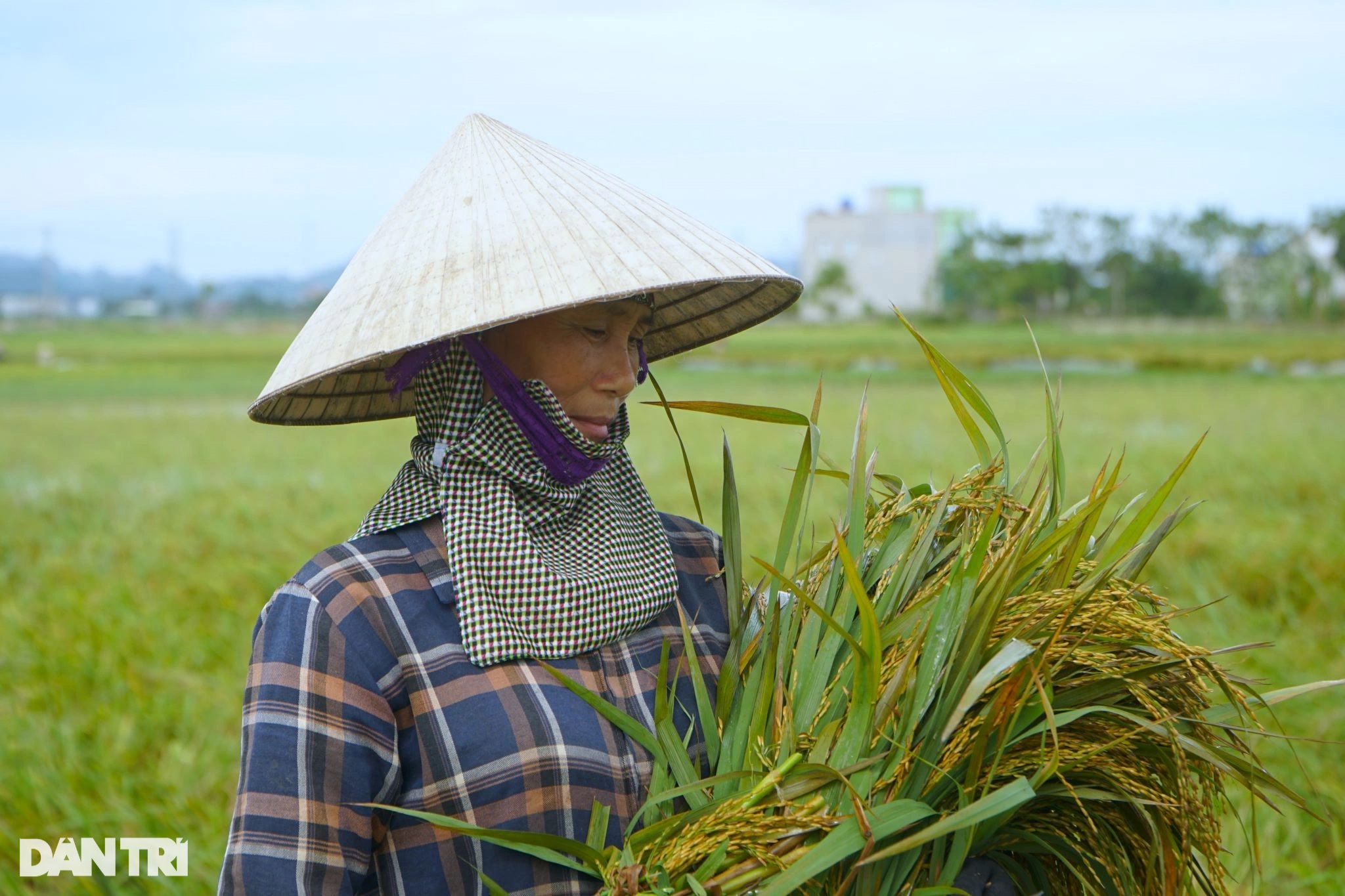 View - Nông dân nhìn trời... khóc hậu bão Yagi | Báo Dân trí