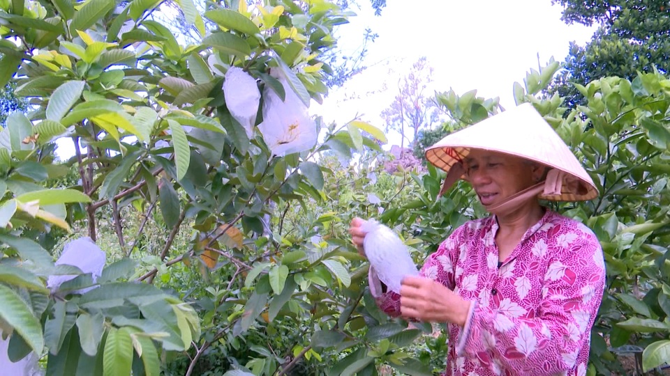 Phú Yên: Thu gần 200 triệu đồng/năm từ bí quyết ...ủ phân cá gốc cây - 6 Phú Yên: Thu gần 200 triệu đồng/năm từ bí quyết ...ủ phân cá gốc cây - 6