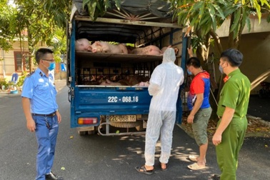 Gần 2 tấn lợn dịch tả Châu Phi suýt lên bàn ăn