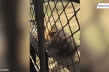 Kinh hãi cảnh sư tử tấn công người, lôi xềnh xệch nạn nhân dưới đất