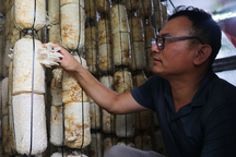 Cách bán hàng "khác người" của ông chủ trại nấm thu gần nửa tỷ đồng mỗi năm