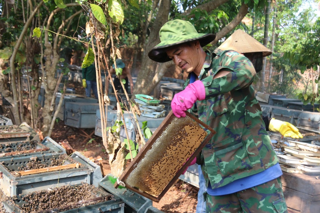 Nông dân nuôi ong chia sẻ bí kíp sống còn, chọn sai là thiệt hại lớn - 2 Nông dân nuôi ong chia sẻ bí kíp sống còn, chọn sai là thiệt hại lớn - 2