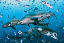 Cá mập có trước khủng long, bí quyết tồn tại của chúng là gì?