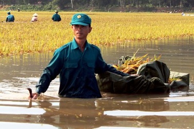 Bộ đội ngâm mình trong nước giúp dân gặt lúa chạy lụt