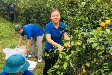 "Giải cứu" quýt cho người nông dân ở vùng đất đỏ xứ Nghệ