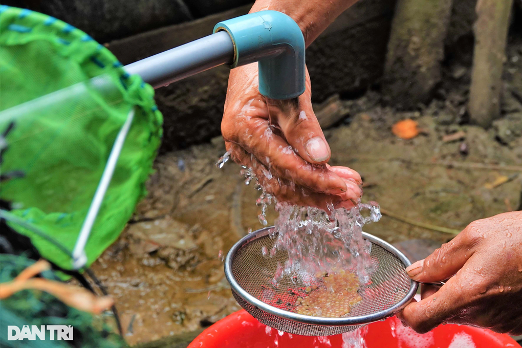 8X chế máy ấp trứng lươn giá 3 tô phở, cứ 5 ngày lại thu tiền triệu - 4 8X chế máy ấp trứng lươn giá 3 tô phở, cứ 5 ngày lại thu tiền triệu - 4