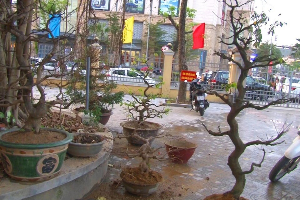 Trùm ăn trộm mai tại Huế sa lưới - 3 Trùm ăn trộm mai tại Huế sa lưới - 3