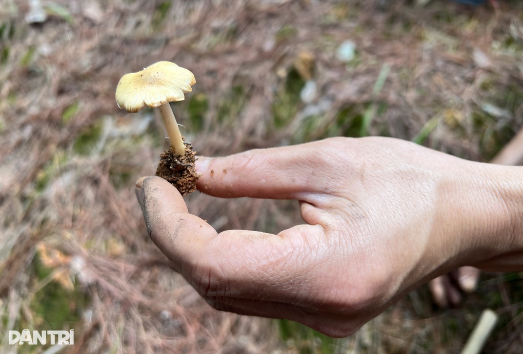 Người dân vào rừng thu lộc trời, chuyên gia cảnh báo - 3 Người dân vào rừng thu lộc trời, chuyên gia cảnh báo - 3