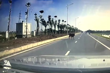 Súc vật lao đầu vào ôtô "tự vẫn" - Ai phải chịu trách nhiệm?