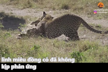 Báo hoa mai hạ gục linh miêu đồng cỏ một cách đầy tàn nhẫn