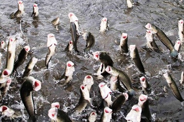 Kỳ diệu đàn cá lóc biết bay, chủ nhân thu tiền tỷ từ khách du lịch