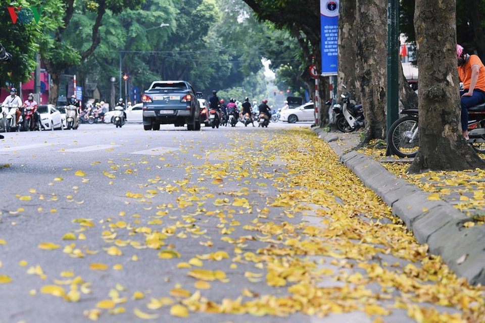 Phố phường Hà Nội đẹp nao lòng mùa sấu trút lá vàng - 3 Phố phường Hà Nội đẹp nao lòng mùa sấu trút lá vàng - 3