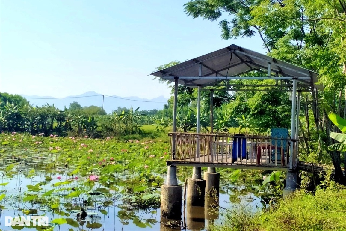 Vượt qua lầm lỡ, anh nông dân làm lại cuộc đời từ sen - 4