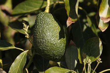 Triệu phú Úc khuyên nên ngừng mua bơ nếu muốn mua nhà