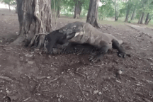 Kinh hãi với màn nuốt trọn lợn rừng của rồng Komodo