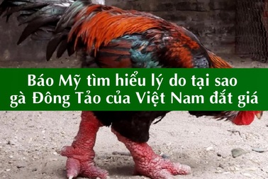 Báo Mỹ sửng sốt trước giá... gà Đông Tảo của Việt Nam