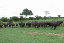 Sư tử đực thể hiện sức mạnh, một mình hạ gục trâu rừng châu Phi cỡ lớn