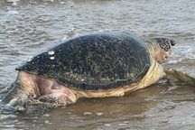 Rùa biển quý hiếm 100kg chết, dạt vào bờ biển Lâm Đồng