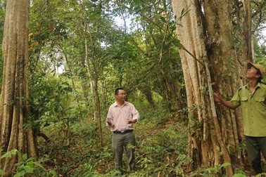 Lại cho phá rừng quốc gia Yok Đôn làm thủy điện