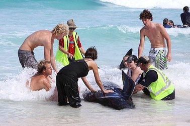 Cá heo mắc cạn tại Quảng Ninh