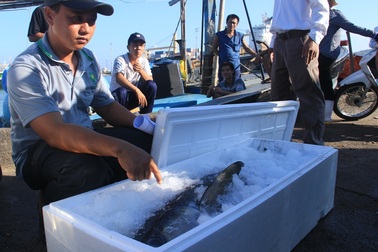 Chuyên gia Nhật khen tay nghề ngư dân Việt Nam