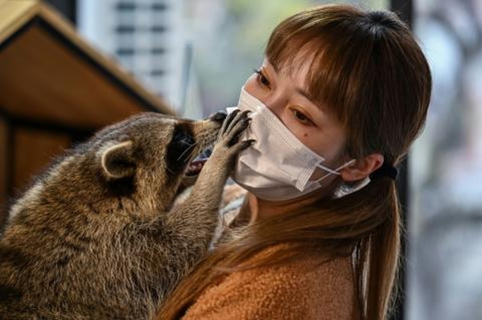 Quán cà phê hoang dã, khách thoải mái đụng chạm gấu mèo, rắn, lợn - 1 Quán cà phê hoang dã, khách thoải mái đụng chạm gấu mèo, rắn, lợn - 1