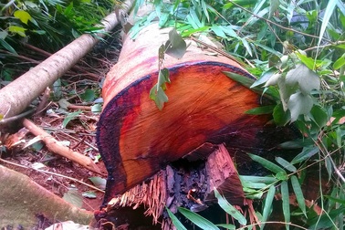 Kỷ luật 5 cán bộ vì để “mất rừng”