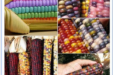 Rùng mình chơi chim, cây đột biến gen