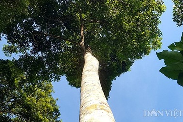 Cây trám núi rừng Việt Nam, đại gia Trung Quốc bao trọn 10 năm ăn quả