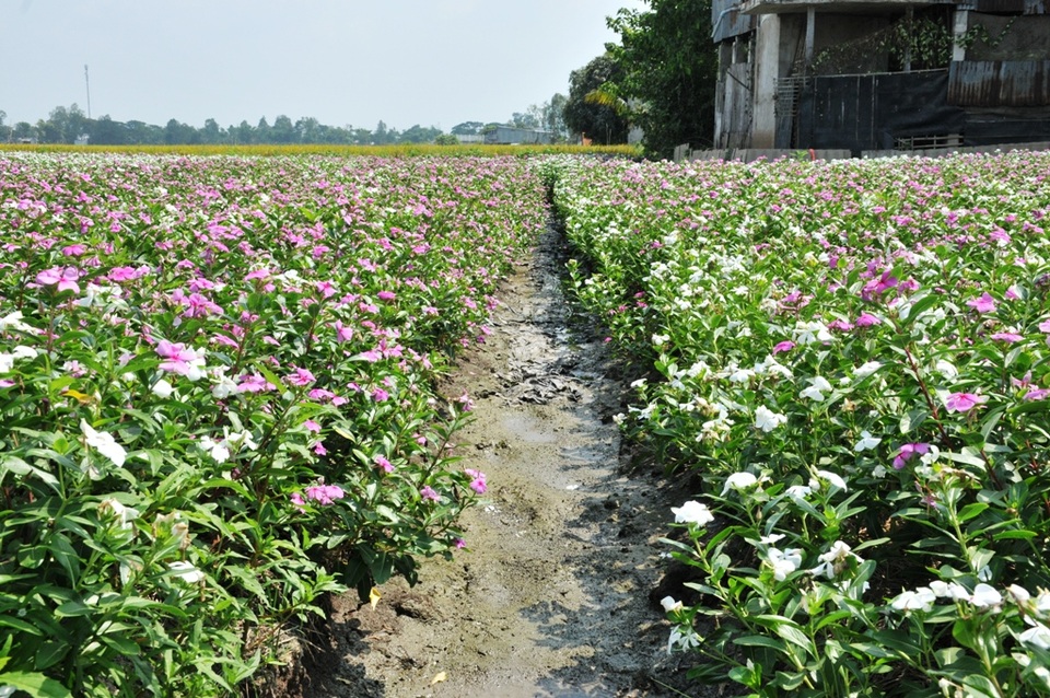 Ngất ngây với cánh đồng hoa dừa cạn ở An Giang - 5 Ngất ngây với cánh đồng hoa dừa cạn ở An Giang - 5