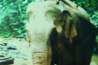 Đưa voi 40 năm tuổi đi dự lễ 1.000 năm Thăng Long 