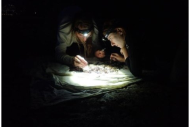 Ô nhiễm ánh sáng làm giảm số lượng côn trùng