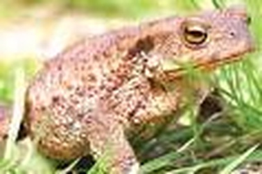 Cóc vàng: Bổ ít, độc nhiều!