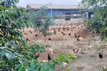 Sẽ thu hồi dự án trồng rau theo chuẩn VietGAP “núp bóng” nuôi gà