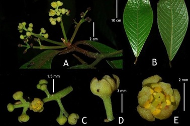 Phát hiện loài thực vật mới có giá trị, cực kỳ nguy cấp