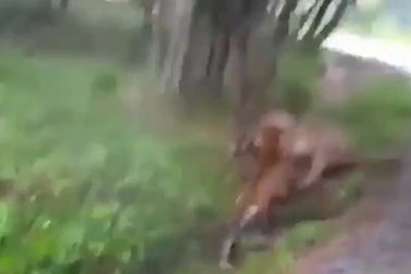 Một con hổ trắng quý hiếm chết sau khi bị đàn hổ Bengal bao vây trong sở thú