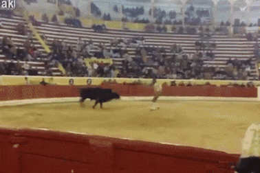 Kinh hoàng cảnh võ sĩ đấu bò tử nạn trên sân đấu