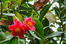 Về làng hoa Đồng Dụ ngắm cây hải đường cổ thụ hơn trăm tuổi