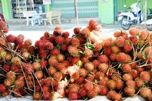 Chôm chôm nghịch mùa tăng giá, nhà vườn không có bán