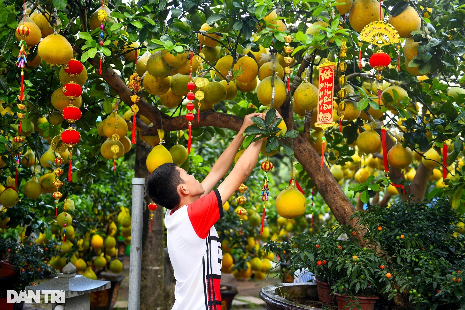 Hàng trăm cây bưởi Diễn vượt gần 2.000 km về TPHCM bày bán dịp Tết - 10 Hàng trăm cây bưởi Diễn vượt gần 2.000 km về TPHCM bày bán dịp Tết - 10